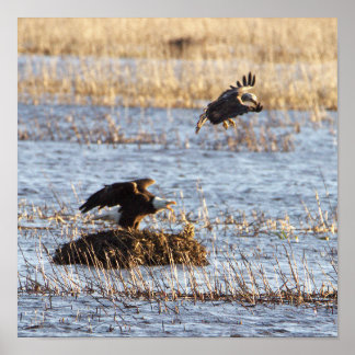 Eagles Photo Poster