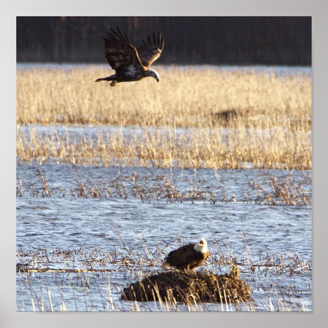 Eagles Photo Poster (Front)