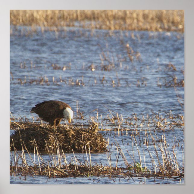 Eagles Photo Poster (Front)