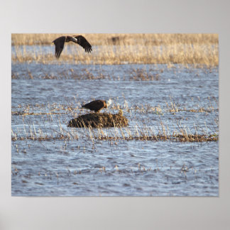 Eagles Photo Poster
