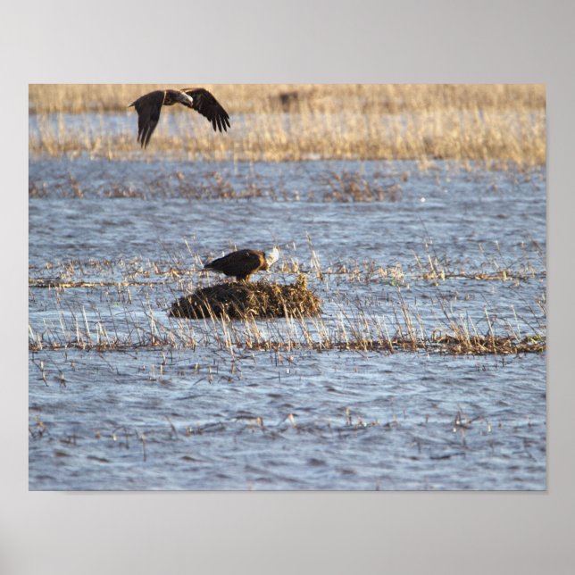 Eagles Photo Poster (Front)