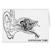 Ear diagram (Front Horizontal)