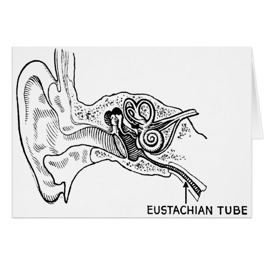 Ear diagram cards (Front Horizontal)