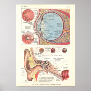 Human Body Anatomy Muscles Unframed Wall Art Print Poster Home Decor | eBay