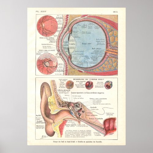 Ear  Eye Anatomy Poster in French