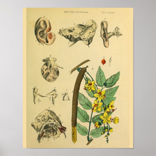 Ear Medicinal Plant Anatomy Art Print (Front)