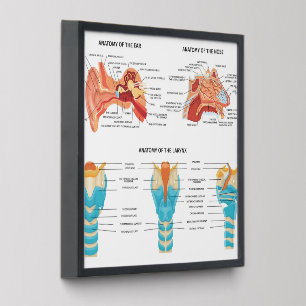 Ear Nose Anatomy Peel And Stick Photo Tile