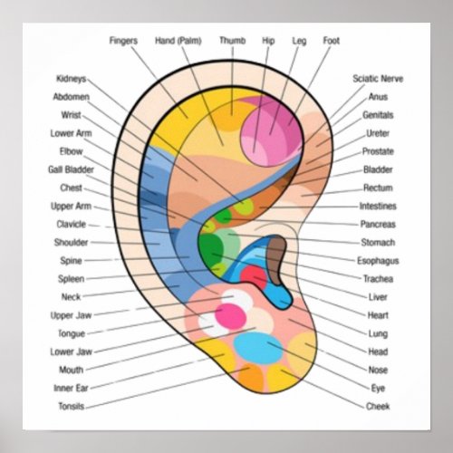 Ear Reflexology Chart Poster