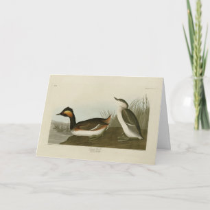 Eared Grebe (Black-necked grebe) - Audubon Card