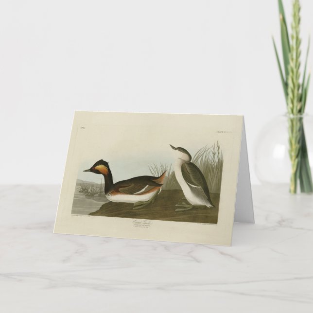 Eared Grebe (Black-necked grebe) - Audubon Card (Front)
