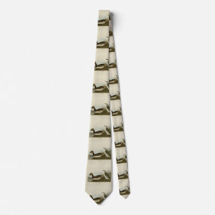 Eared Grebe (Black-necked grebe) - Audubon Neck Tie