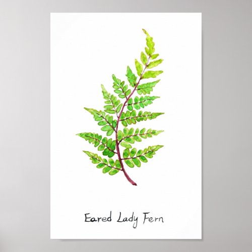eared lady fern watercolor  poster