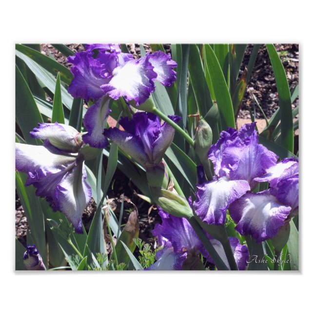 Earl of Essex Irises Photo Print (Front)