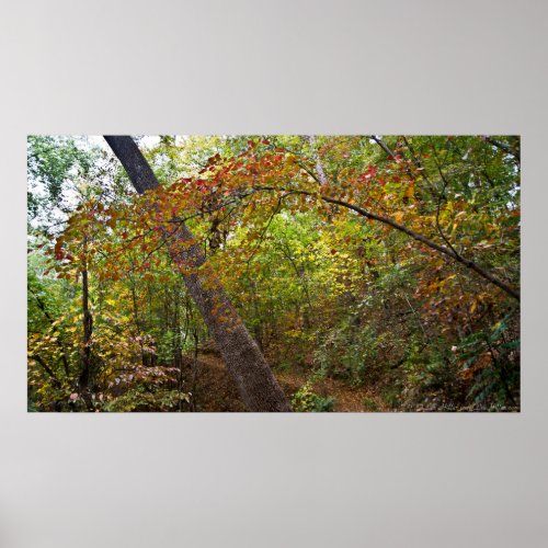 Early Autumn Transition on the Trail Poster