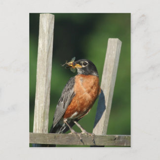 Early bird postcard
