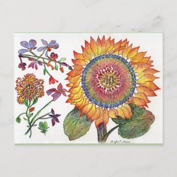 Early Day Sunflower Drawing Post Card by Julier at Zazzle