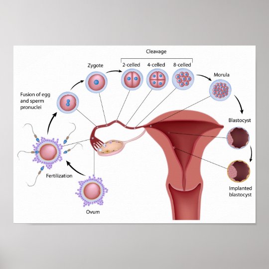 Early human development Poster | Zazzle.com