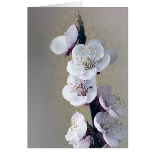 early in the morning (Front)