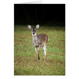 Early morning deer cards