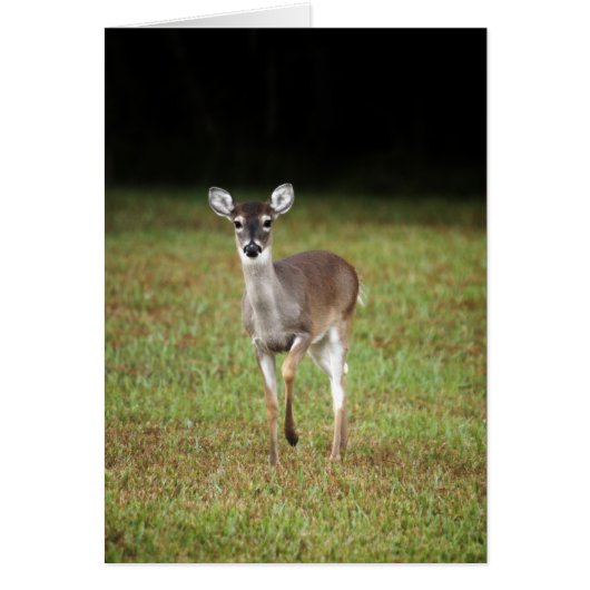 Early morning deer cards (Front)