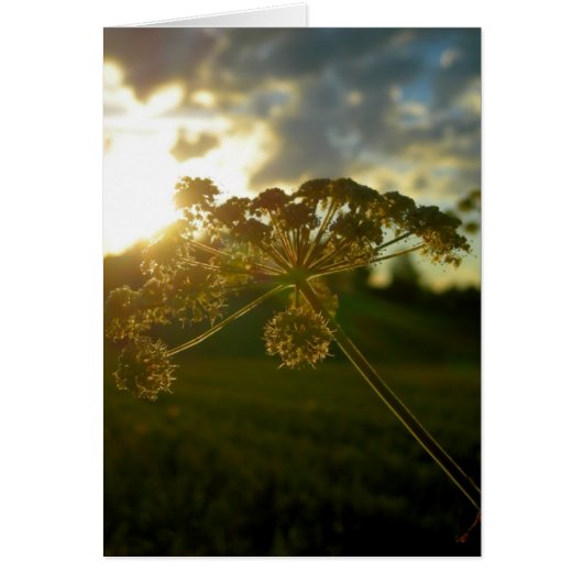 Early morning flower (Front)
