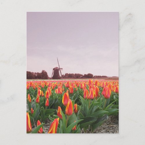 Early Morning Tulip Field  Windmill Holland Postcard