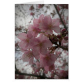 Early sakura blossoms (Front)