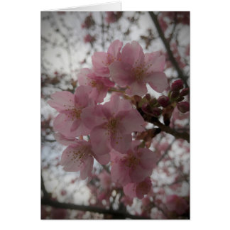 Early sakura blossoms cards