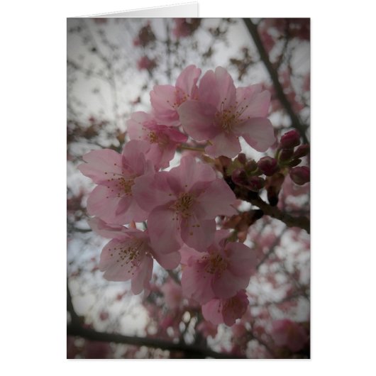Early sakura blossoms cards (Front)