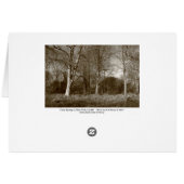 Early Spring at, Bute Park, Cardiff (Bordered) (Back Horizontal)