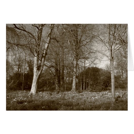 Early Spring at, Bute Park, Cardiff (Sepia) (Front Horizontal)