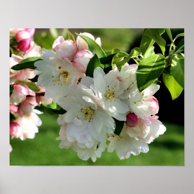 Early Spring Flower Apple Blossoms 2  Poster (Front)