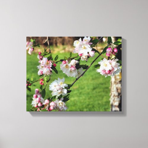 Early Spring Pink And White Blossoms  Canvas Print