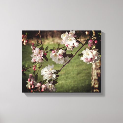 Early Spring Pink And White Blossoms Tinted Canvas Print