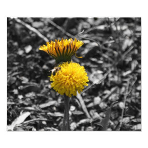 Early Spring Pollination Photo Print