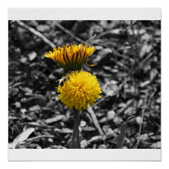 Early Spring Pollination Poster (Front)