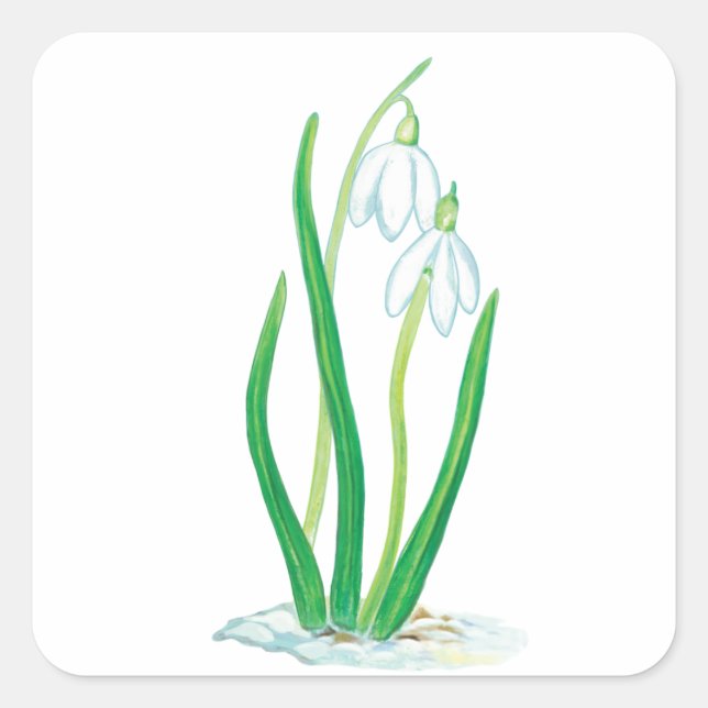 Early Spring Snowdrops  Square Sticker (Front)