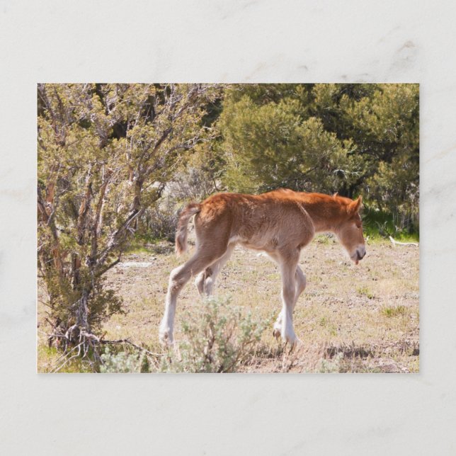 Early Strides Postcard (Front)