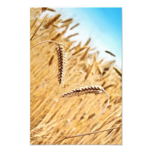 Ears Of Golden Wheat Against Wheat Field Photo Print