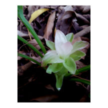 earth saffron flower