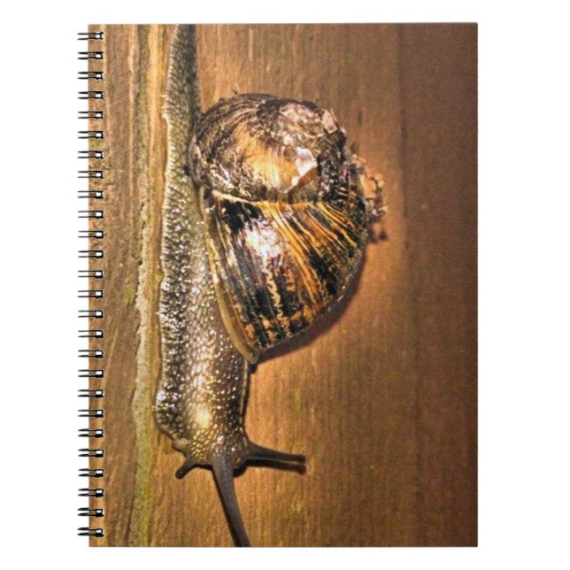 Earthbound Explorer – Macro of Snail on Bark Notebook (Front)