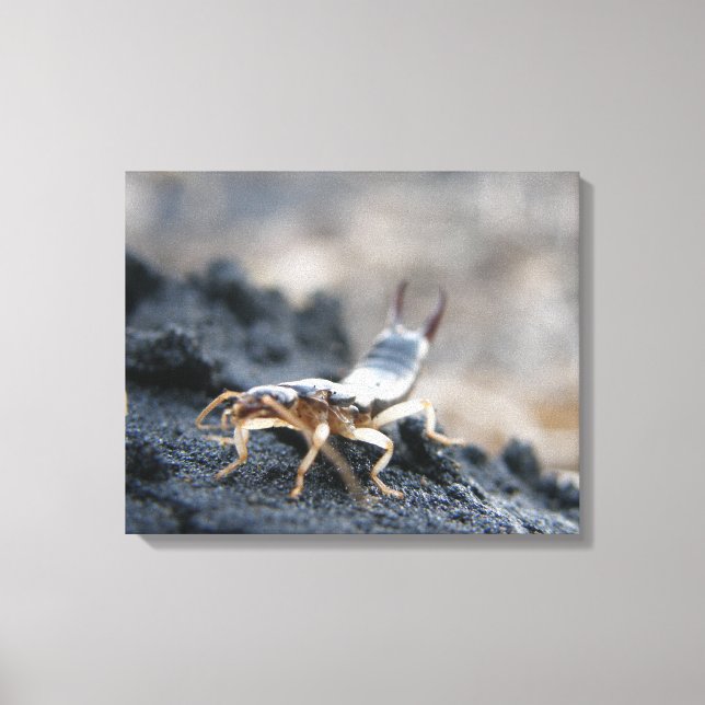 earwig, dermaptera canvas print (Front)