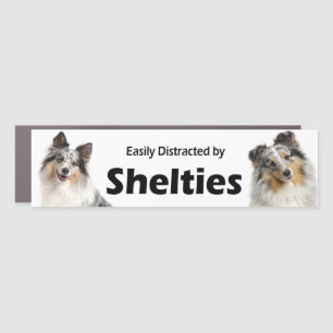 Easily Distracted by Blue Merle Shelties Car Magnet