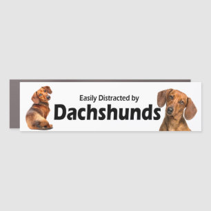 Easily Distracted by Dachshunds Car Magnet