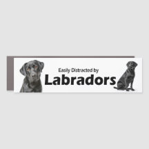 Easily Distracted by Labrador Retrievers