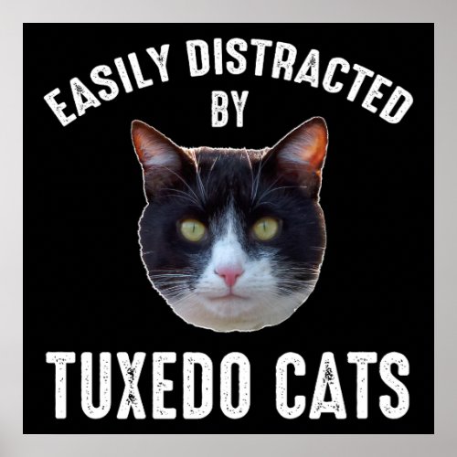 Easily Distracted By Tuxedo Cats Poster