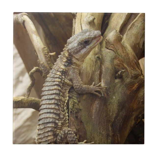 East African Spiny-Tailed Tropical Girdled Lizard Ceramic Tile (Front)