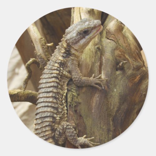 East African Spiny_Tailed Tropical Girdled Lizard Classic Round Sticker