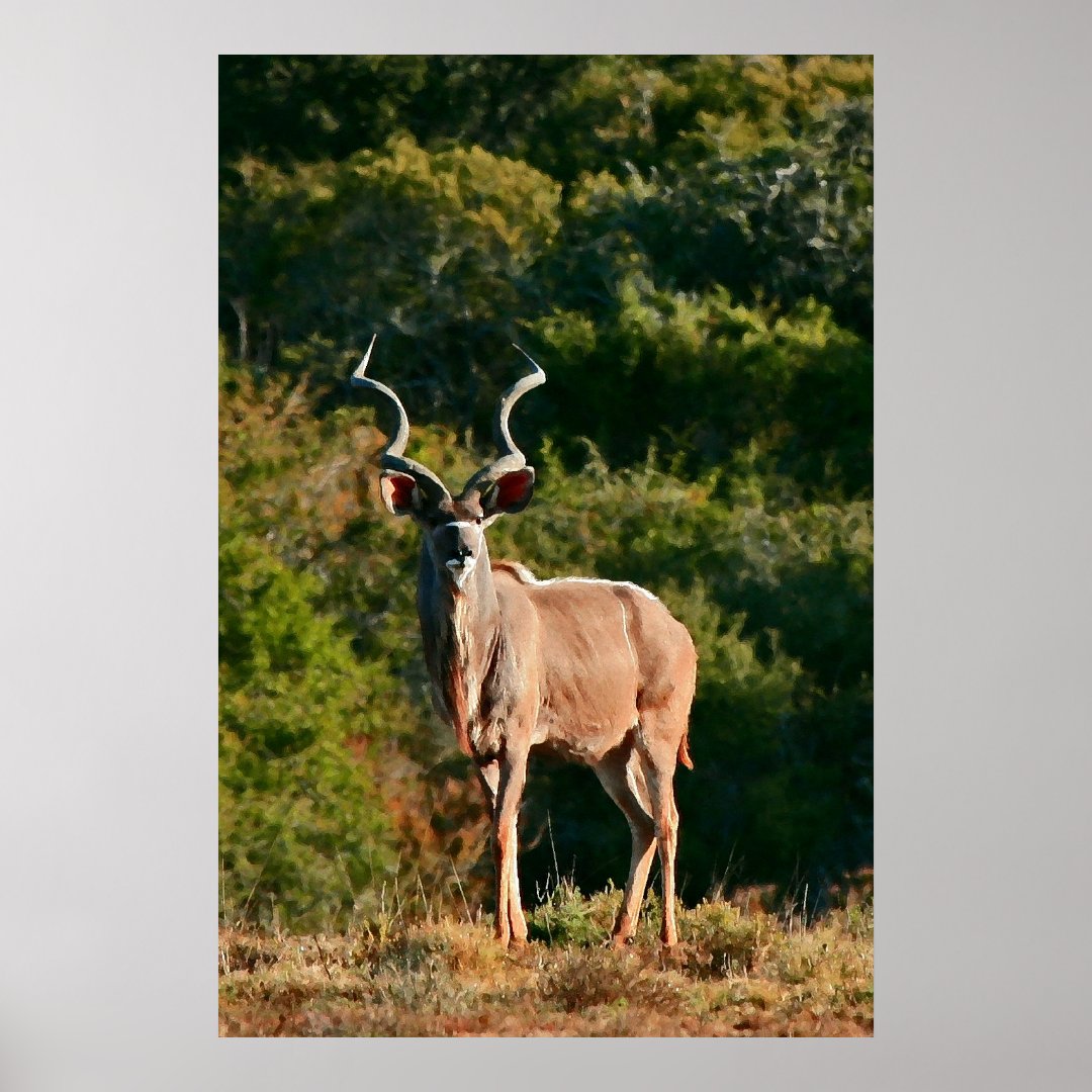 cape kudu trip ad