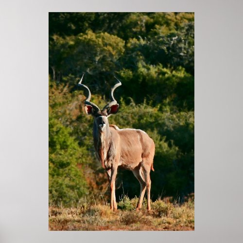 East Cape Kudu poster